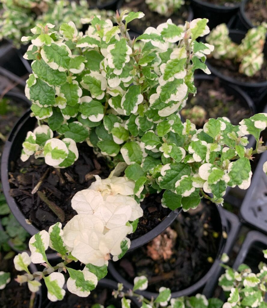 Lakeside Plants & Nursery