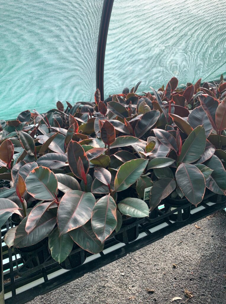 Lakeside Plants & Nursery