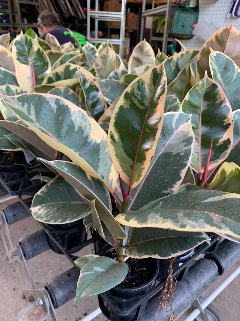 Lakeside Plants & Nursery