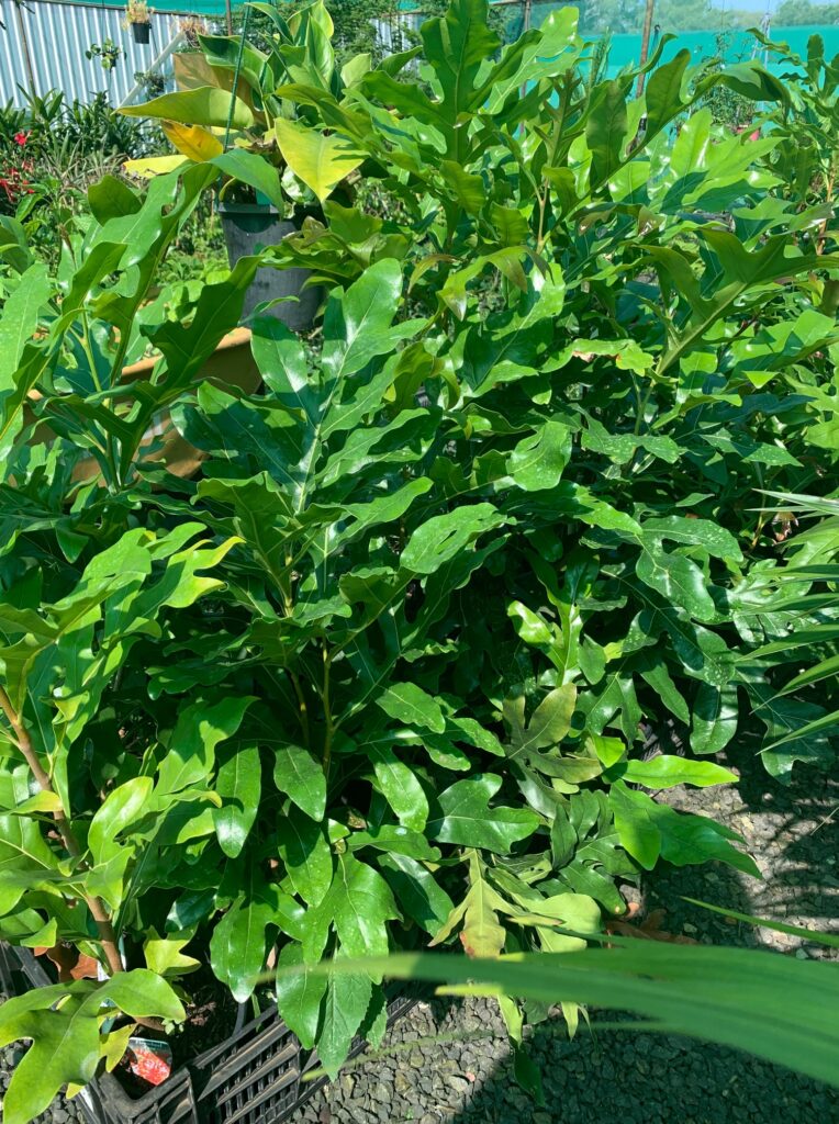 Lakeside Plants & Nursery