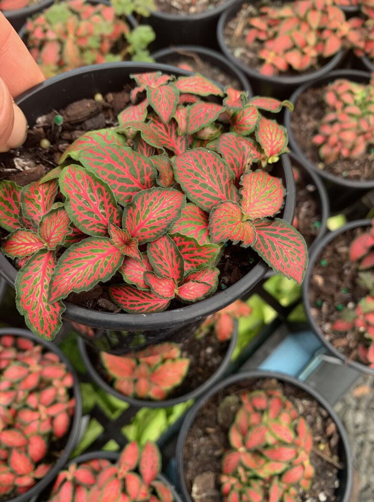 Lakeside Plants & Nursery