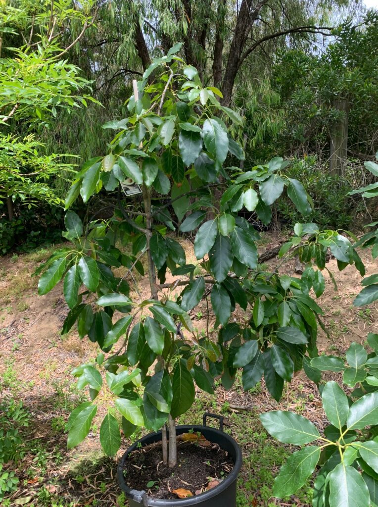 Lakeside Plants & Nursery