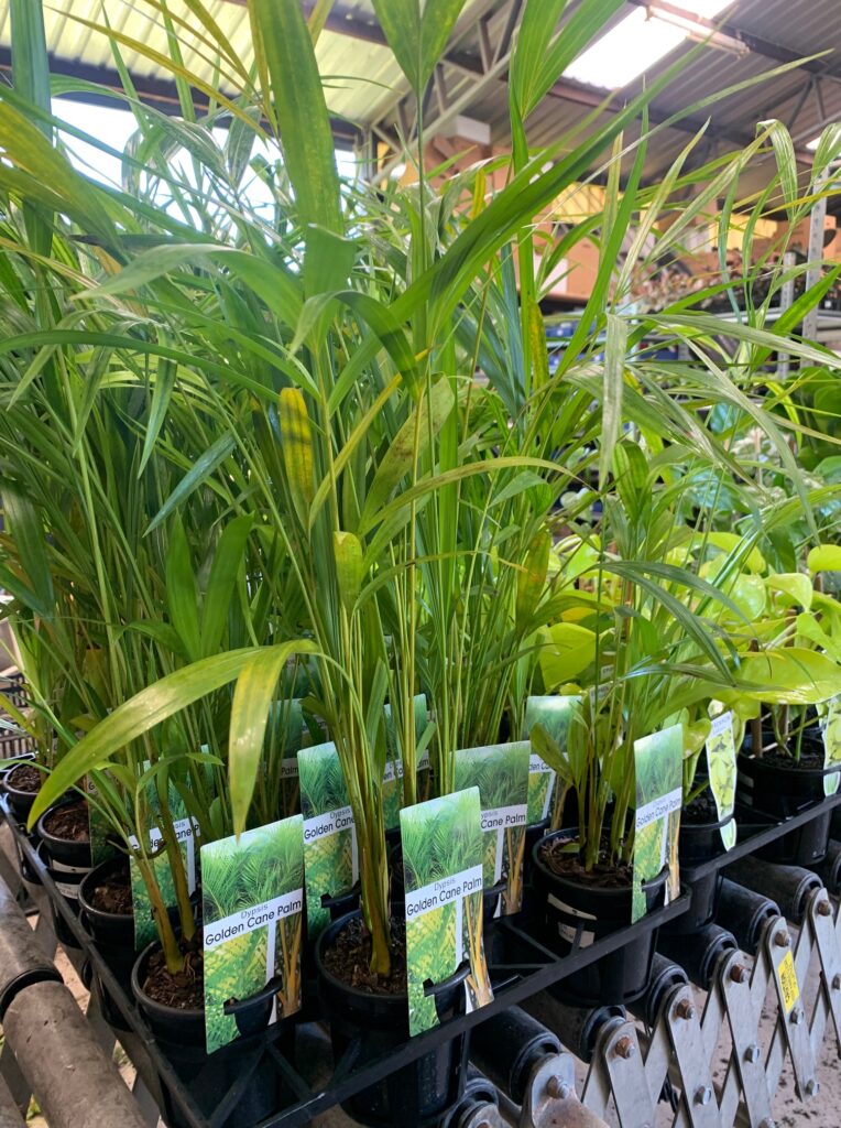 Lakeside Plants & Nursery