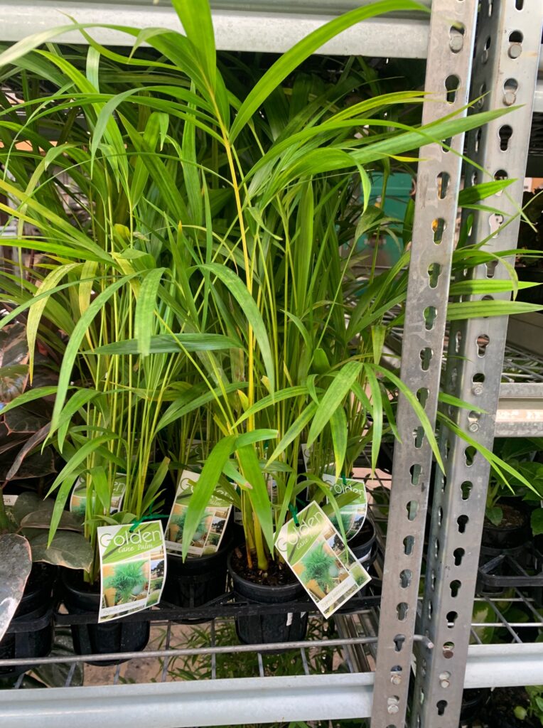 Lakeside Plants & Nursery