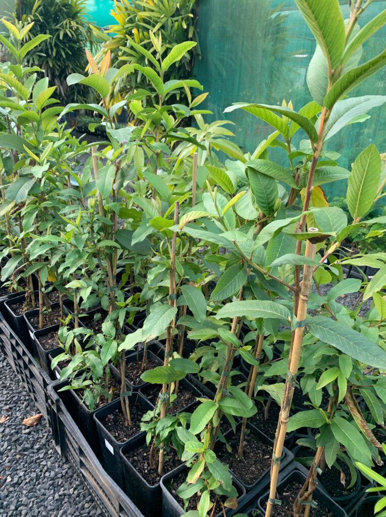 Lakeside Plants & Nursery