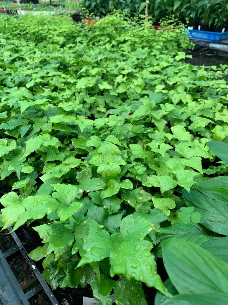 Lakeside Plants & Nursery