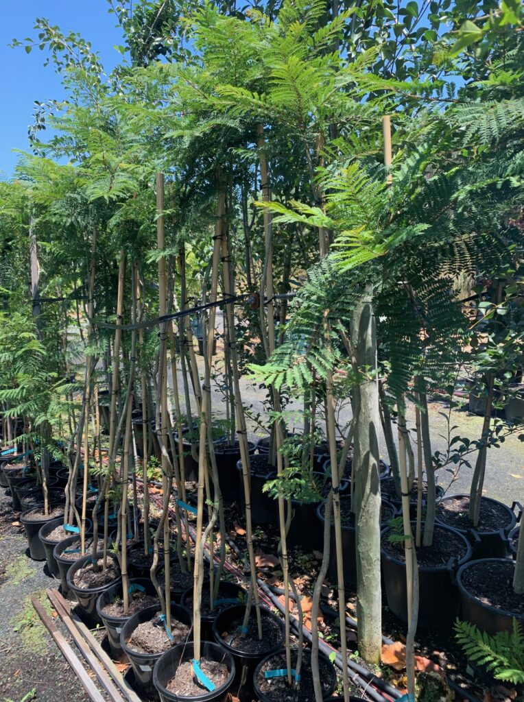 Lakeside Plants & Nursery