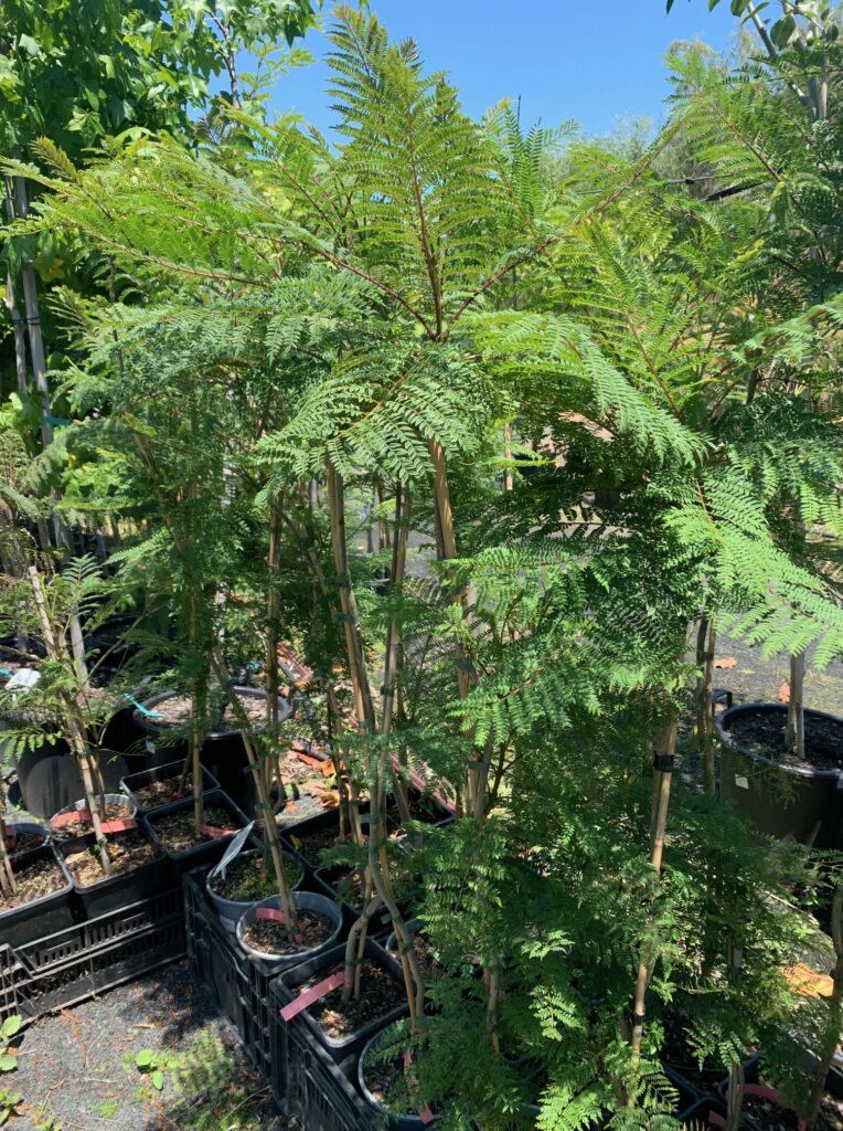 Lakeside Plants & Nursery