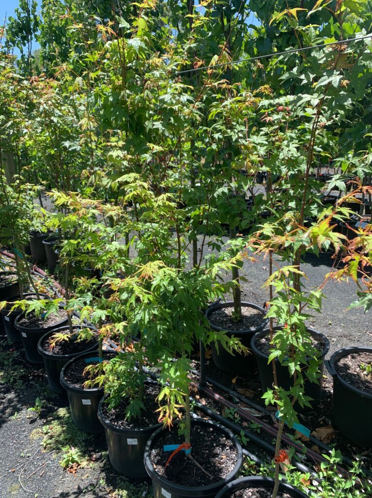 Lakeside Plants & Nursery