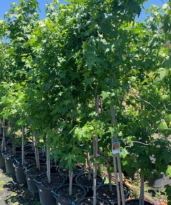 Liquid Amber Tree 30l