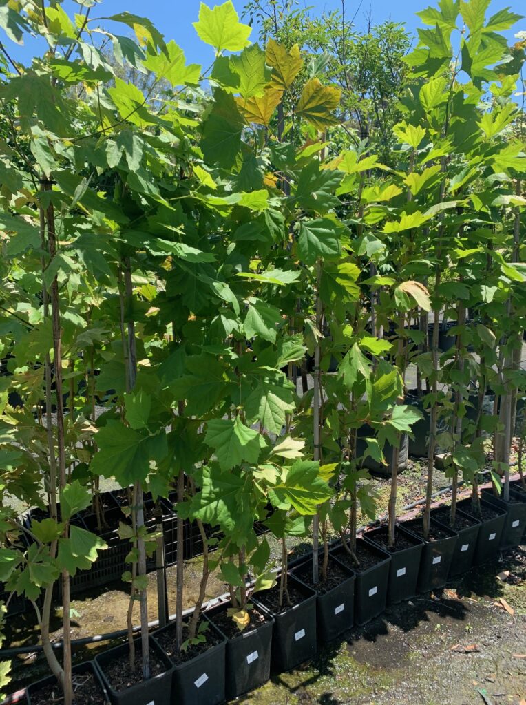 Lakeside Plants & Nursery