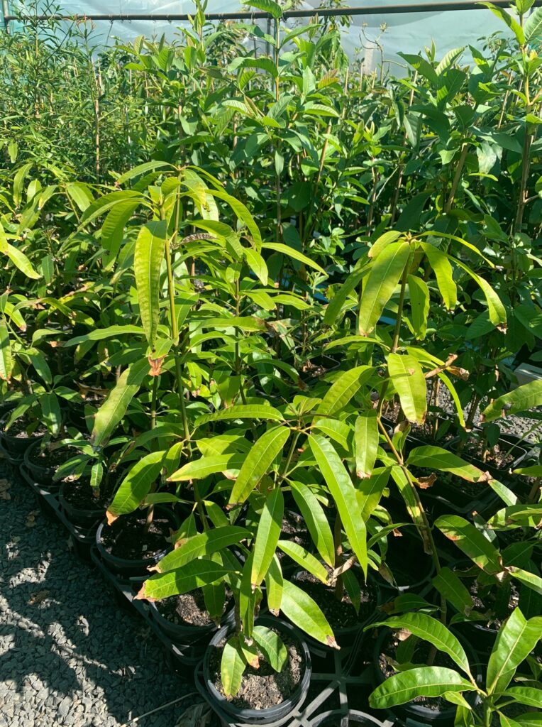 Lakeside Plants & Nursery