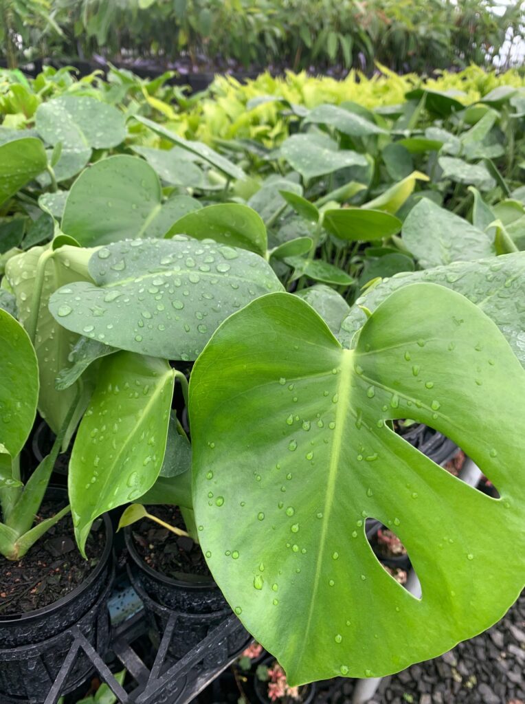 Lakeside Plants & Nursery