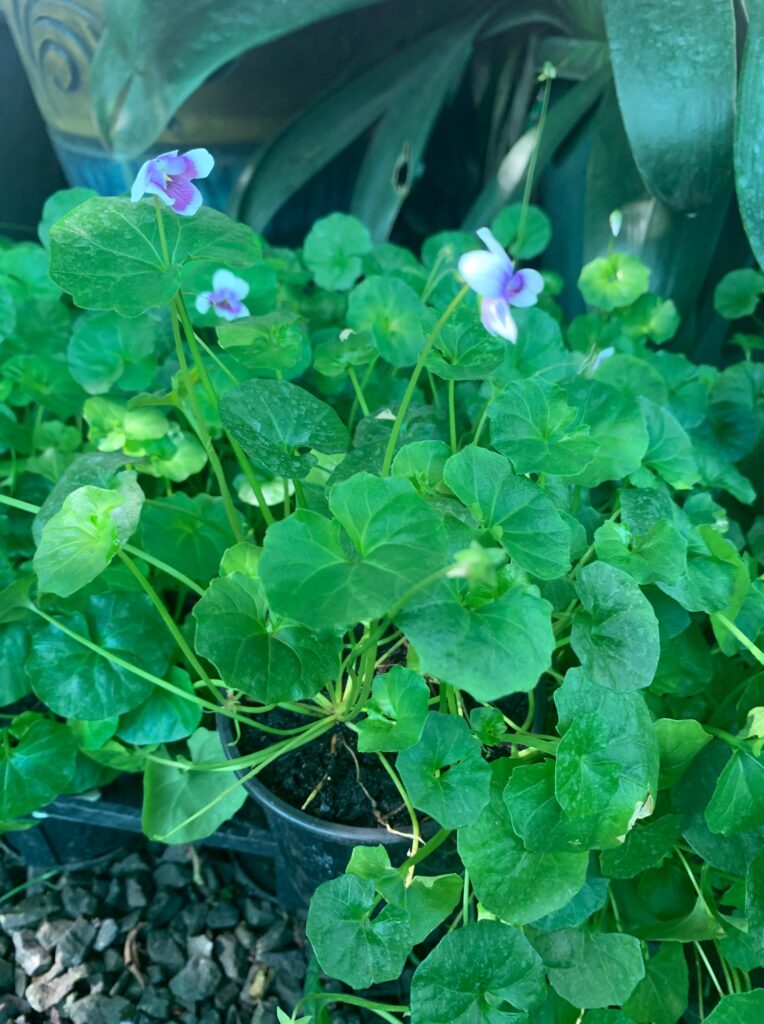 Lakeside Plants & Nursery