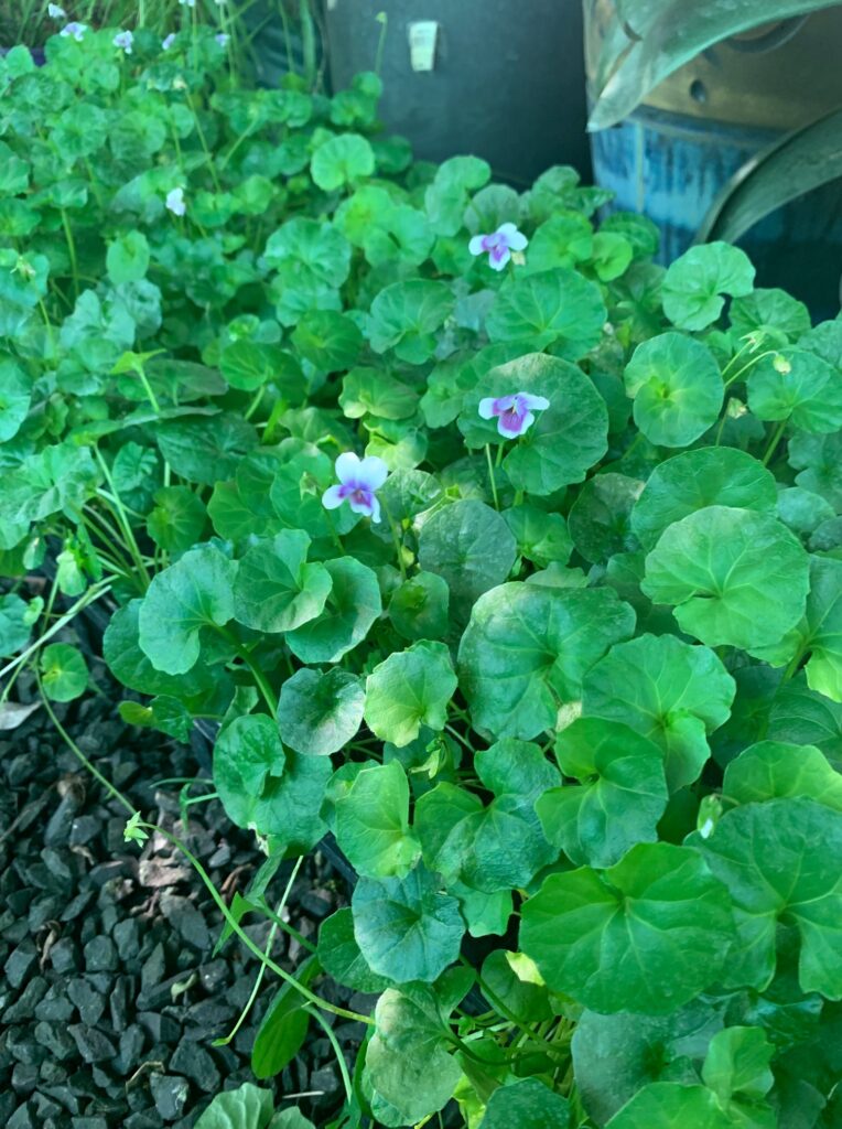 Lakeside Plants & Nursery