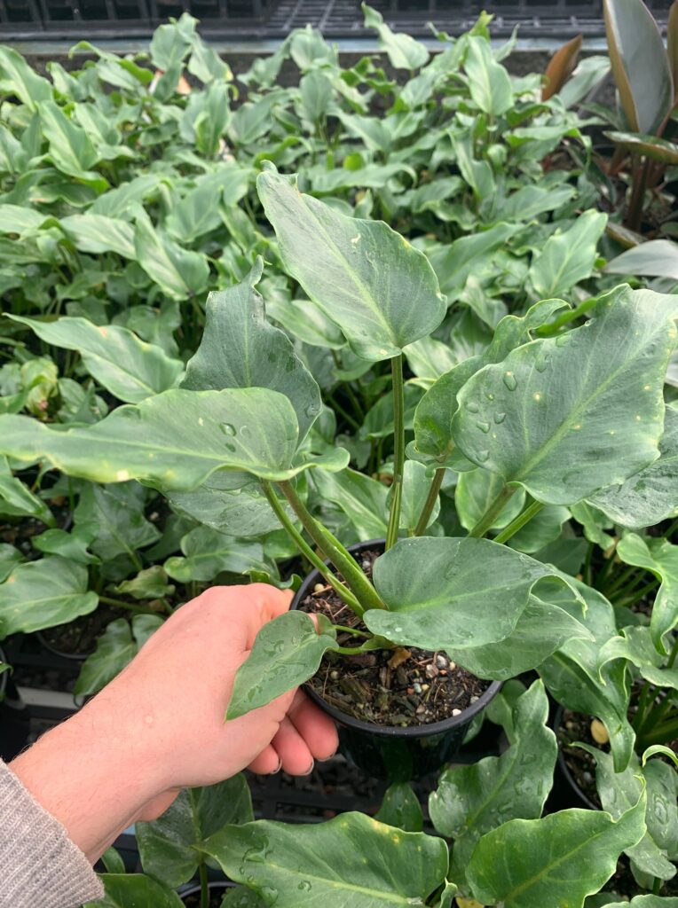 Lakeside Plants & Nursery