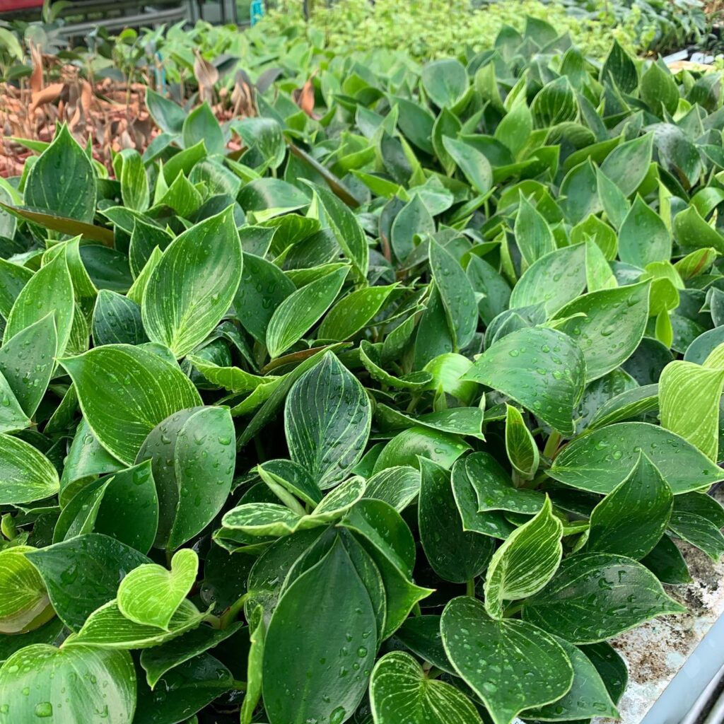 Lakeside Plants & Nursery