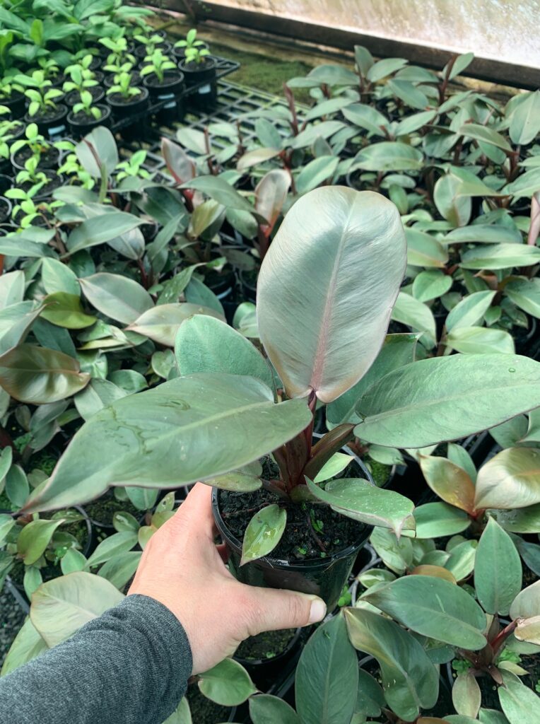 Lakeside Plants & Nursery