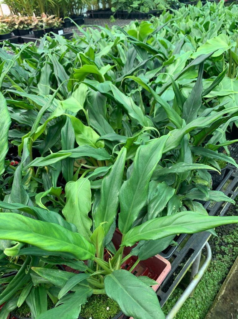 Lakeside Plants & Nursery