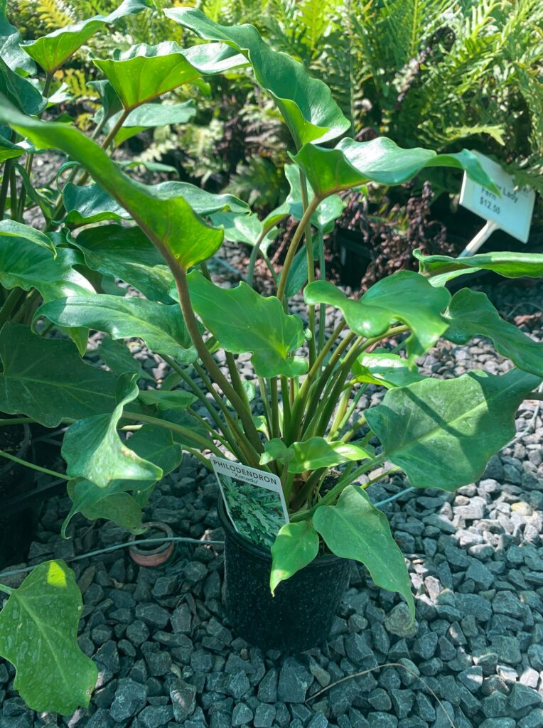 Lakeside Plants & Nursery