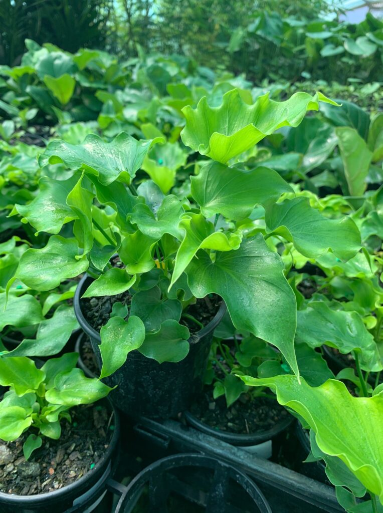 Lakeside Plants & Nursery