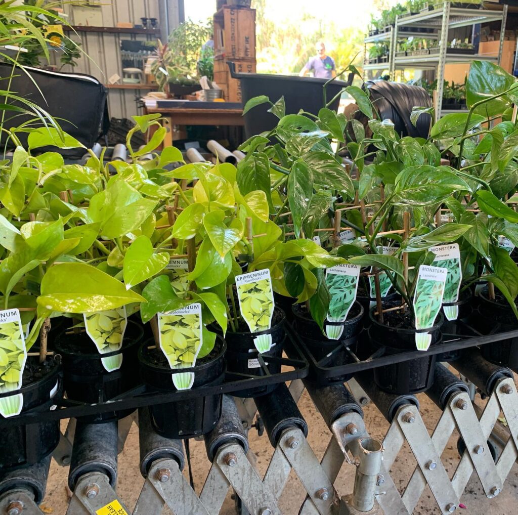 Lakeside Plants & Nursery