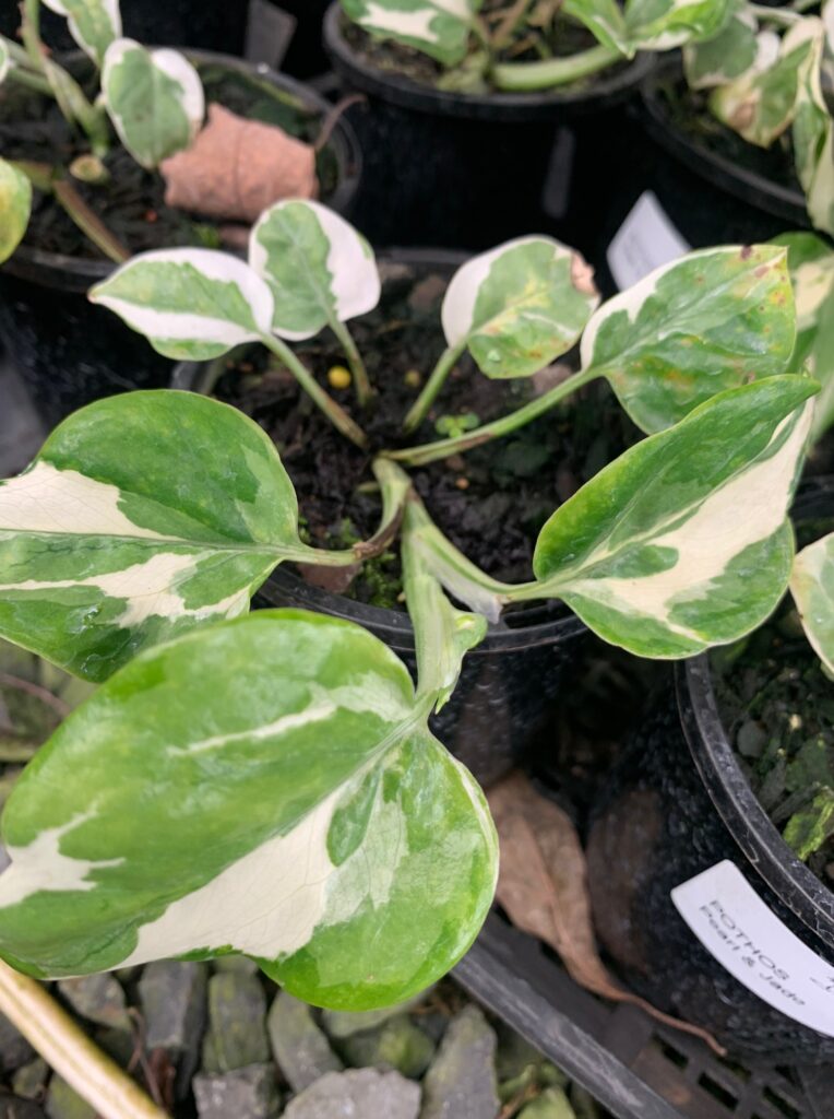 Lakeside Plants & Nursery