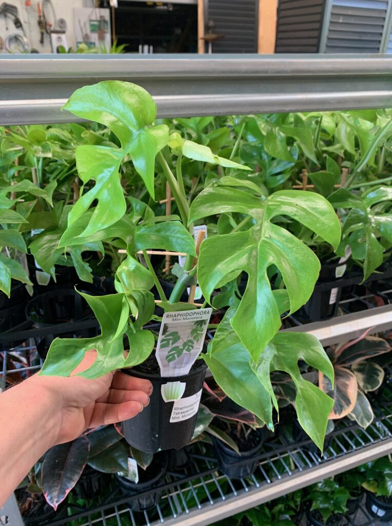 Lakeside Plants & Nursery