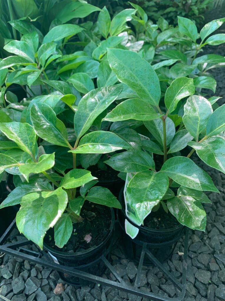 Lakeside Plants & Nursery