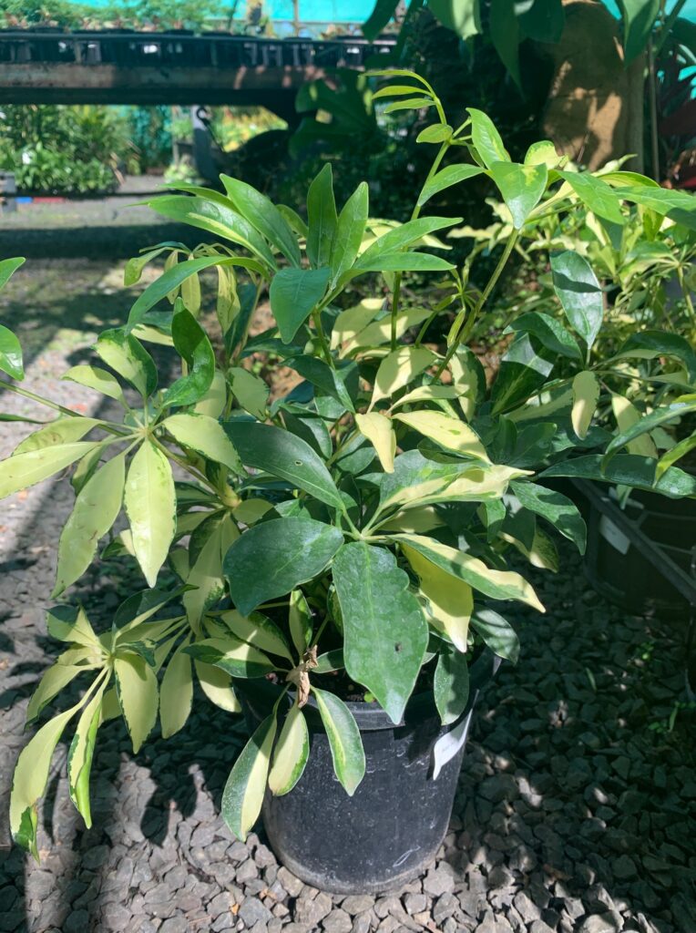 Lakeside Plants & Nursery