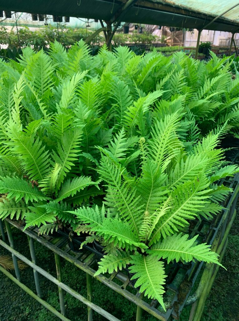 Lakeside Plants & Nursery