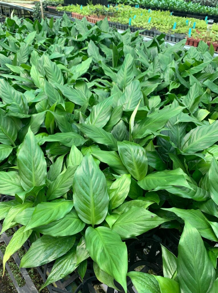 Lakeside Plants & Nursery