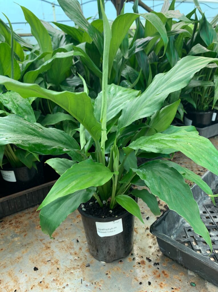 Lakeside Plants & Nursery