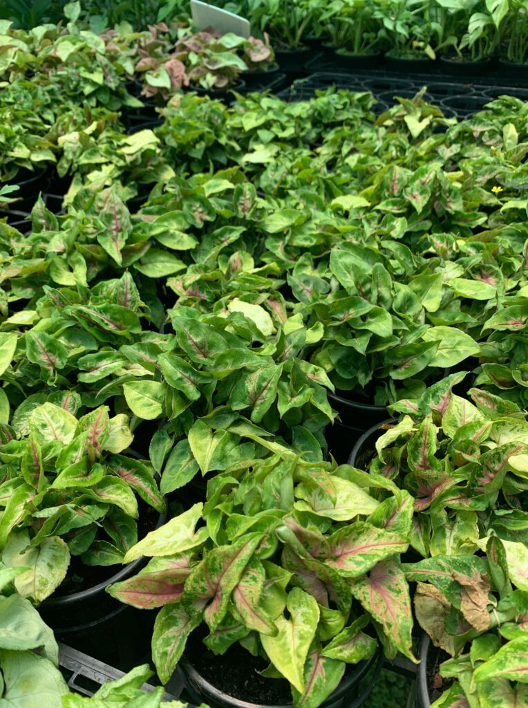 Lakeside Plants & Nursery