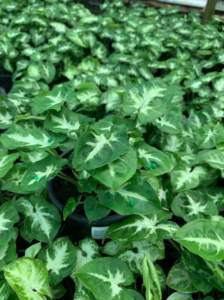 Lakeside Plants & Nursery