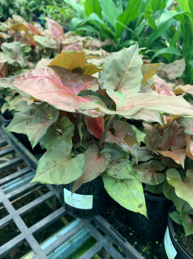 Lakeside Plants & Nursery