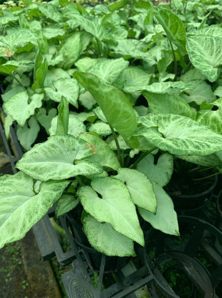 Lakeside Plants & Nursery