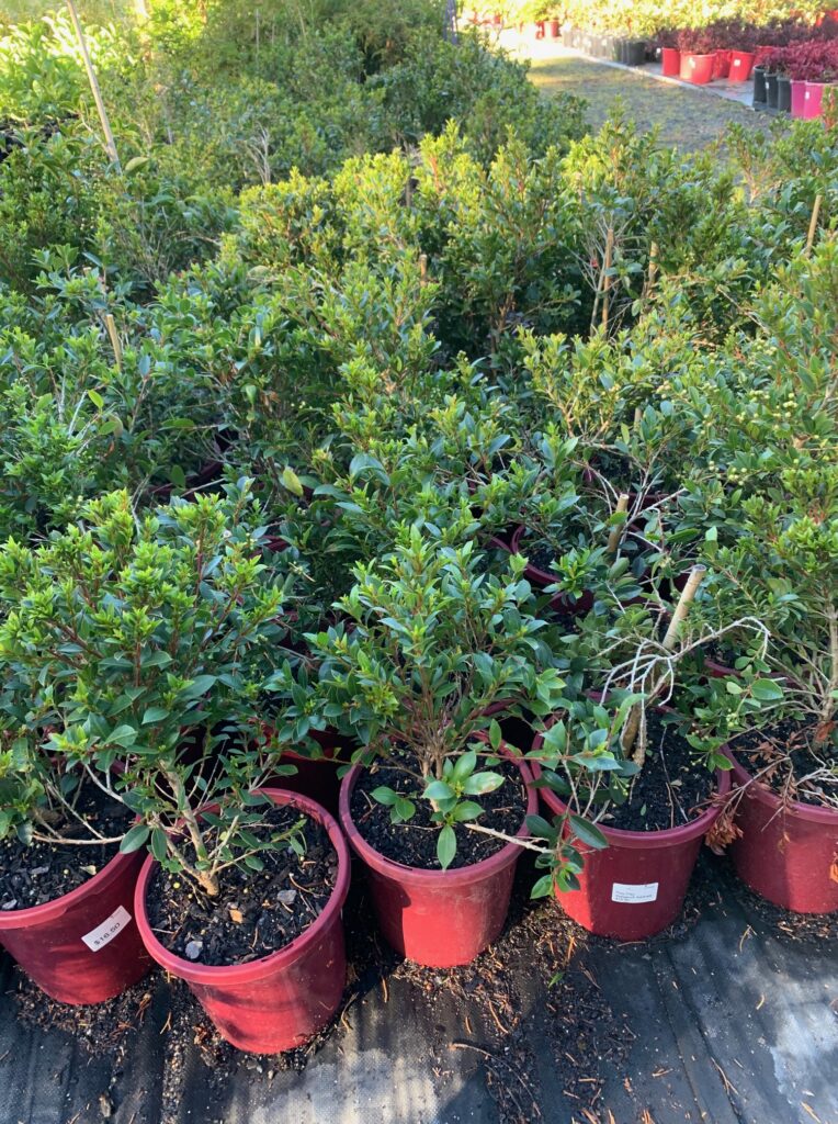 Lakeside Plants & Nursery