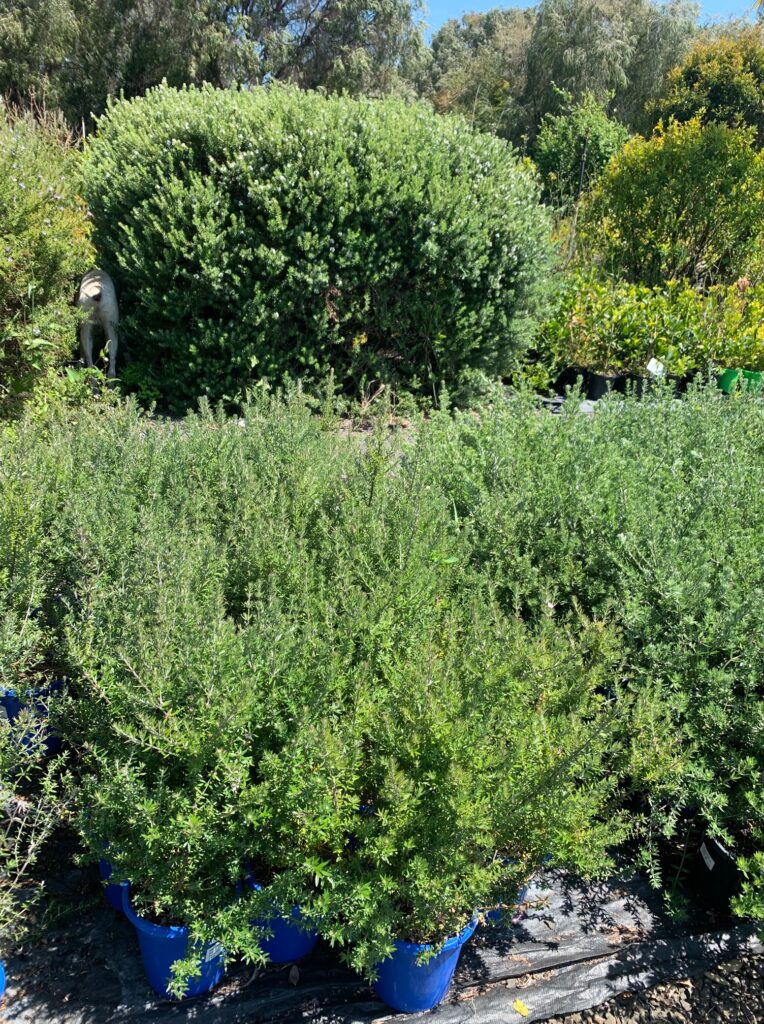 Lakeside Plants & Nursery