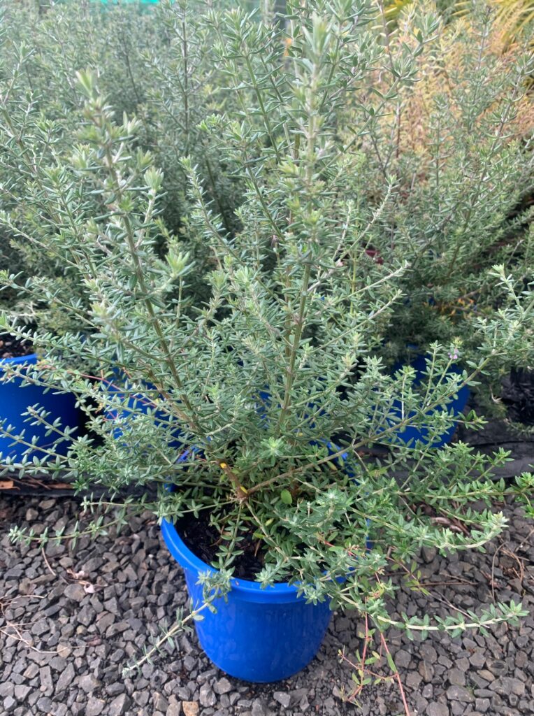 Lakeside Plants & Nursery