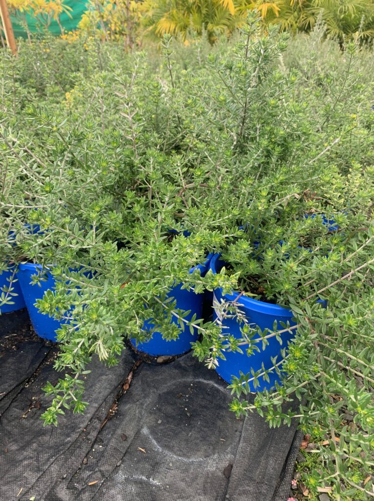 Lakeside Plants & Nursery