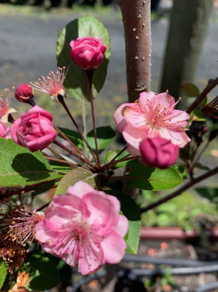 Lakeside Plants & Nursery