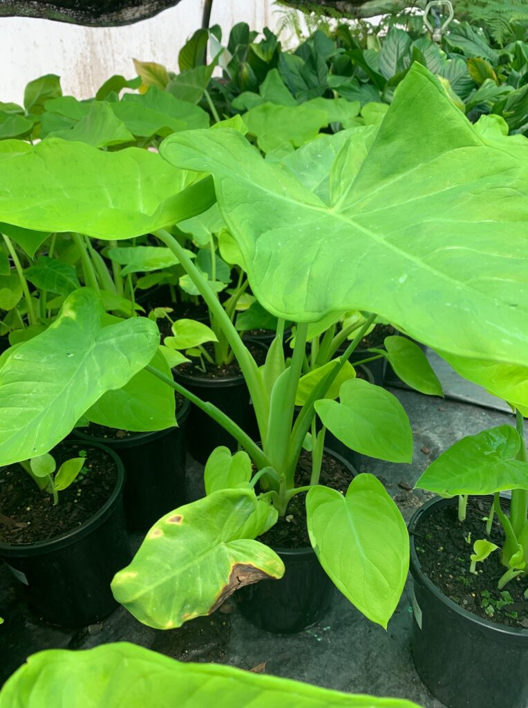 Lakeside Plants & Nursery