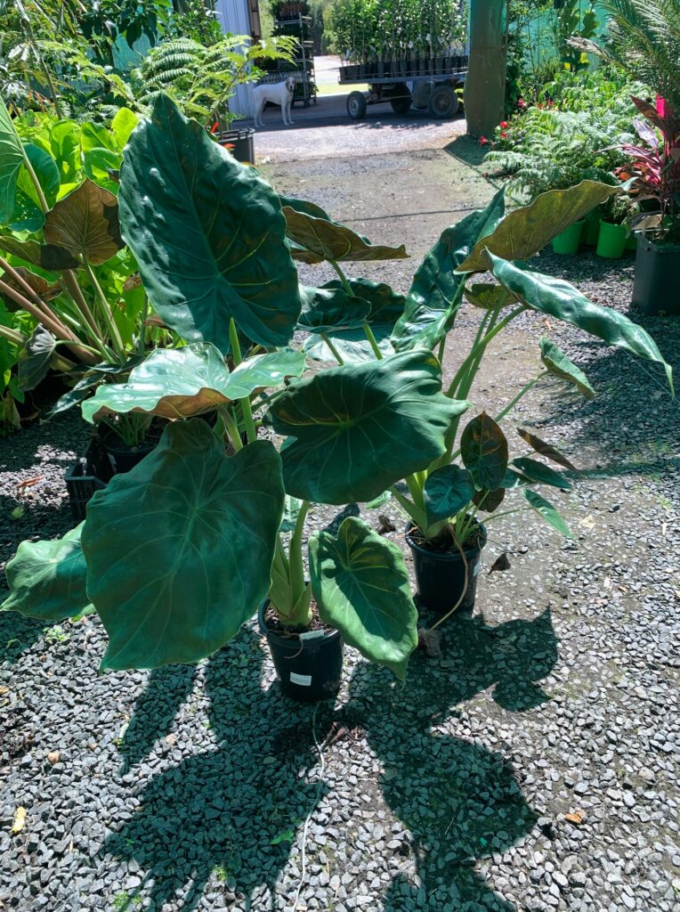 Lakeside Plants & Nursery