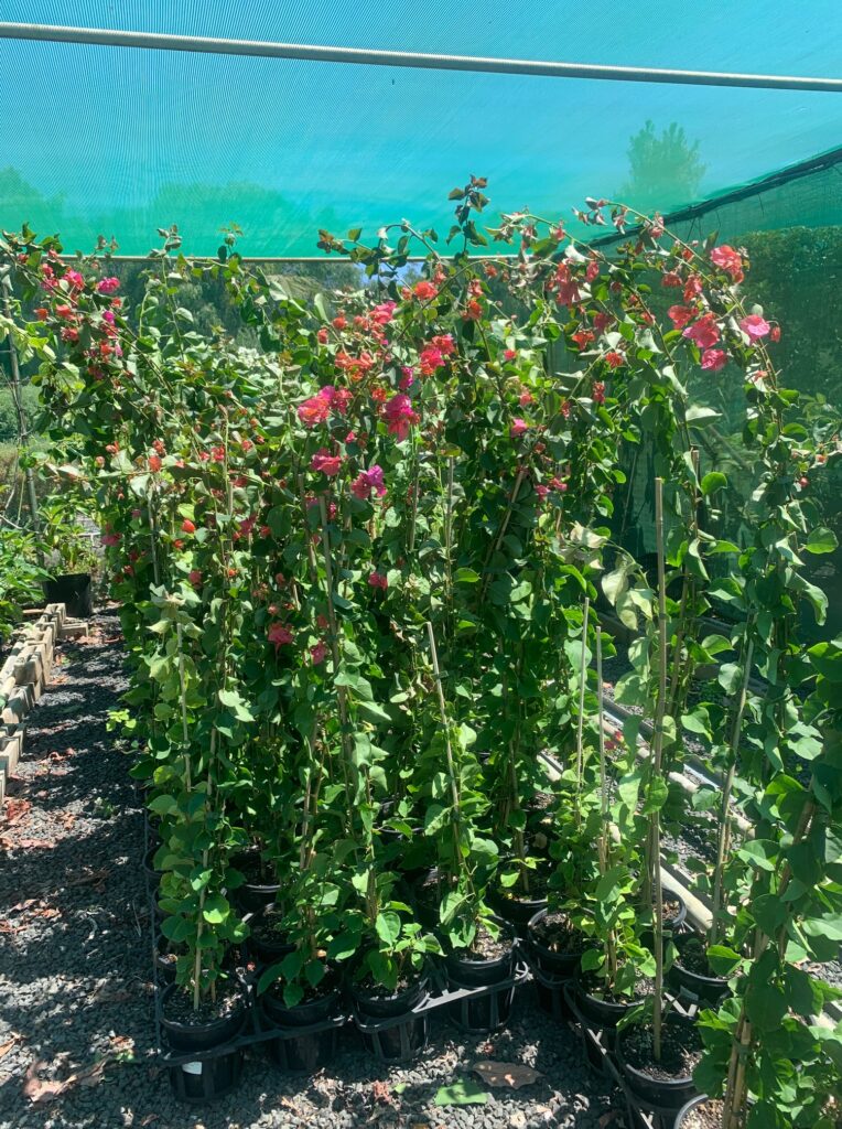 Lakeside Plants & Nursery