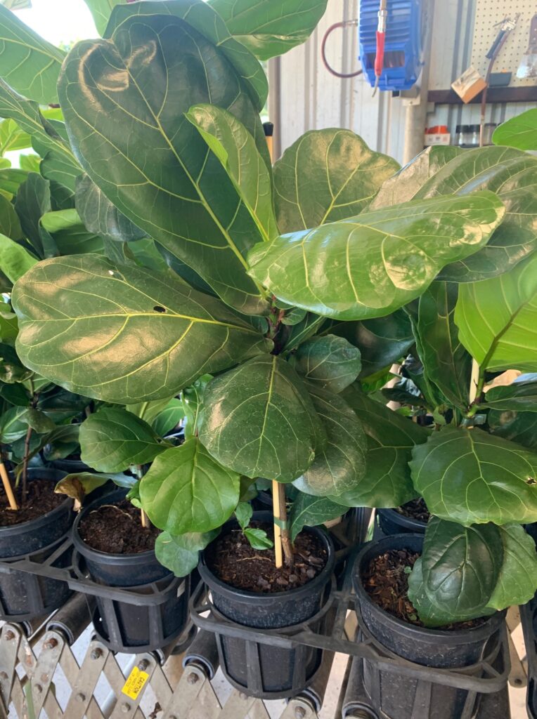 Lakeside Plants & Nursery