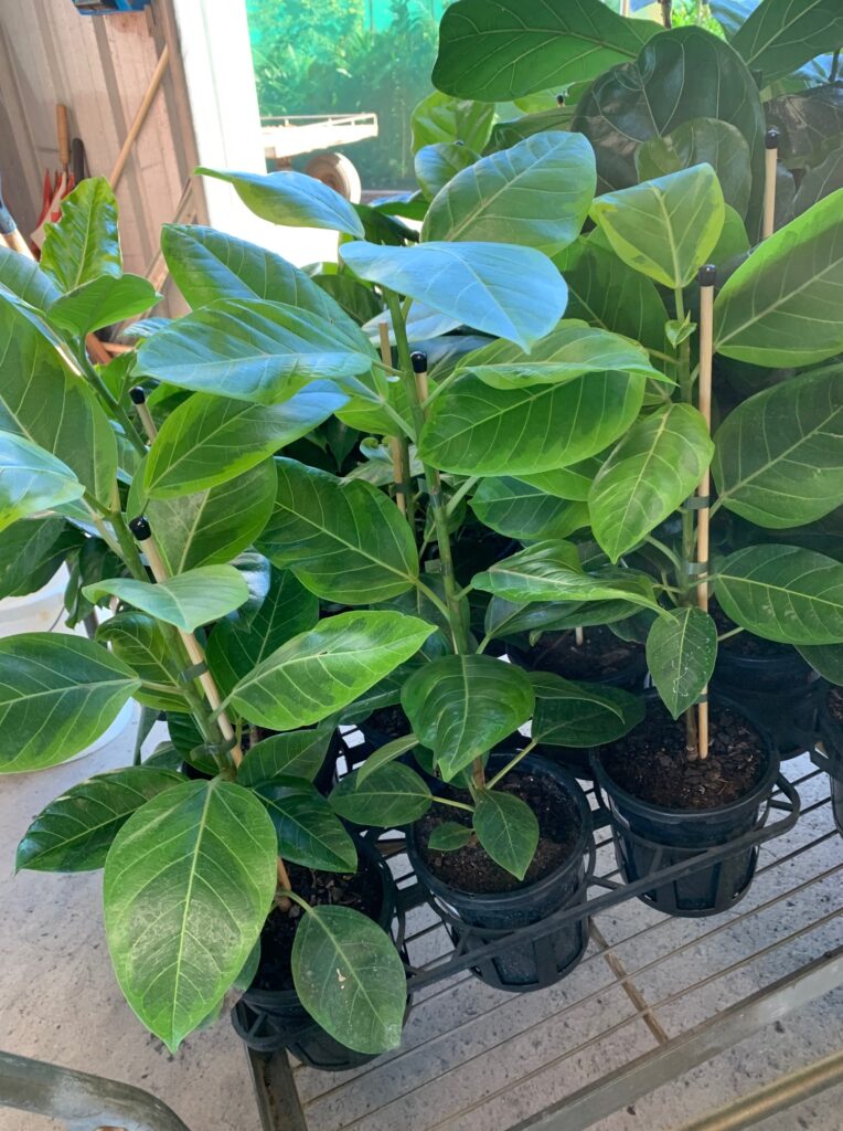 Lakeside Plants & Nursery