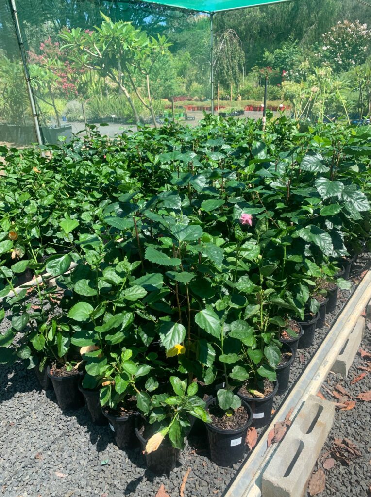 Lakeside Plants & Nursery
