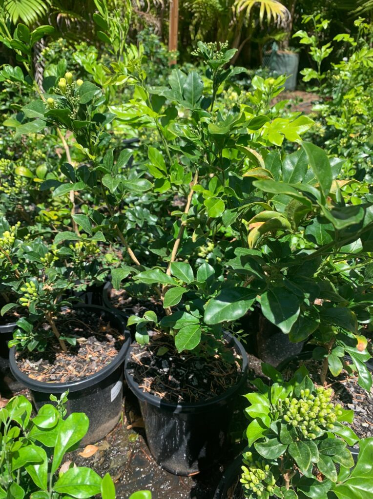 Lakeside Plants & Nursery