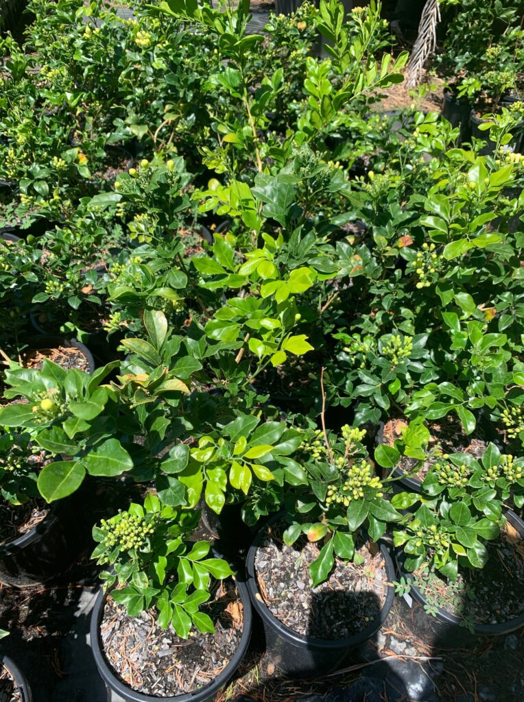 Lakeside Plants & Nursery